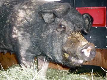 Betsy in the trailer