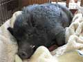 Winston sick with pneumonia