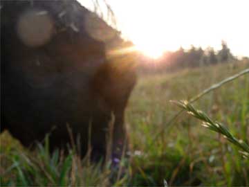 Hot summer days at Pigs Peace Sanctuary
