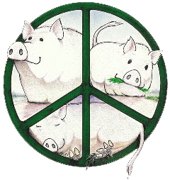 Hamilton the pig - Pigs Peace Sanctuary