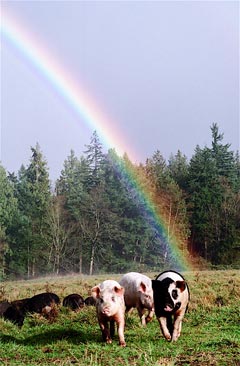 Rainbow in the pasture